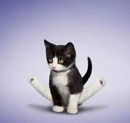 娱乐吃瓜酱不如猫,揭秘娱乐圈幕后那些事儿  第3张